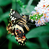 hungry butterfly by Kevin Towler -  