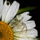 Flower Crab Spider.