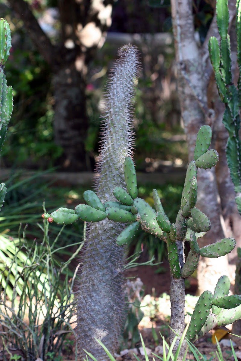 Pachypodium Cactus