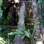 Pachypodium Cactus