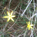 Yellow rush lily