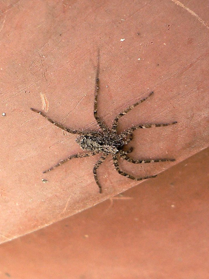 Wall Crab Spider (or Flatty)