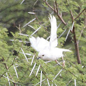 Marico Flycatcher (colour morph)