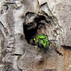 Metallic Green Bee - Nesting