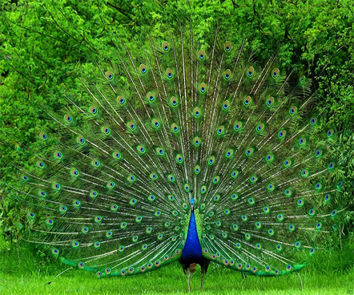 Peacock Live Wallpaper