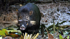 Babi Hutan In English Language
