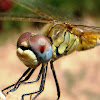 Libélula hembra amarilla , female yellow dragonfly