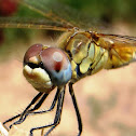 Libélula hembra amarilla , female yellow dragonfly