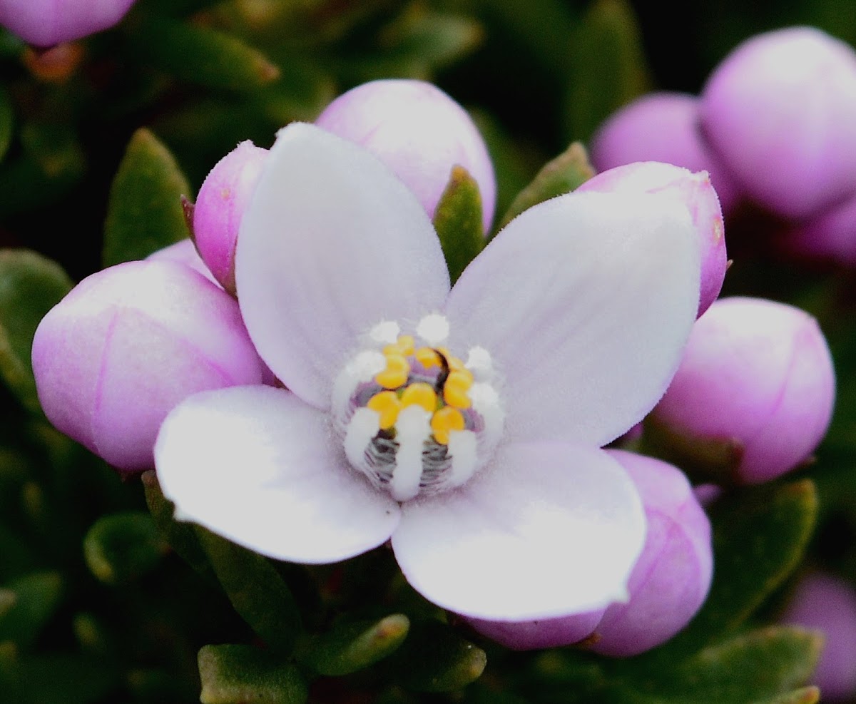 Lemon Scented Boronia