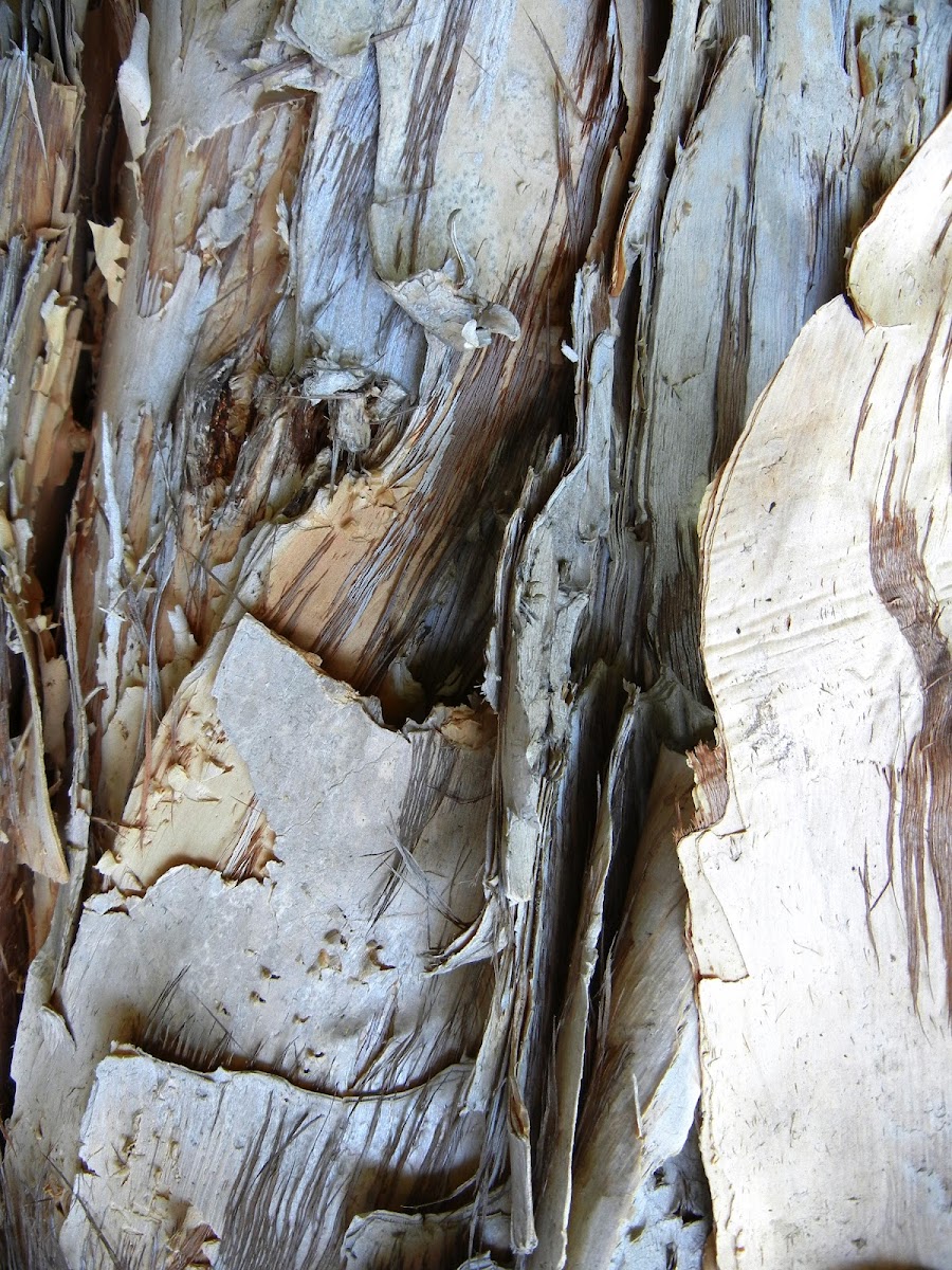 paper bark tree