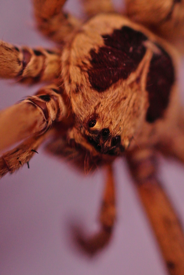 Brown Huntsman Spider (male)