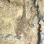 Ranita de las piedras - larva