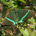 Common Banded Peacock
