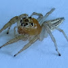 Jumping Spider