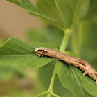 Inchworm to Moth