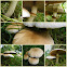 Poplar mushroom/Populierleemhoed