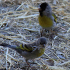 Lawrence's Goldfinch