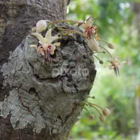by Imanuel Monggesang - Flowers Flower Arangements