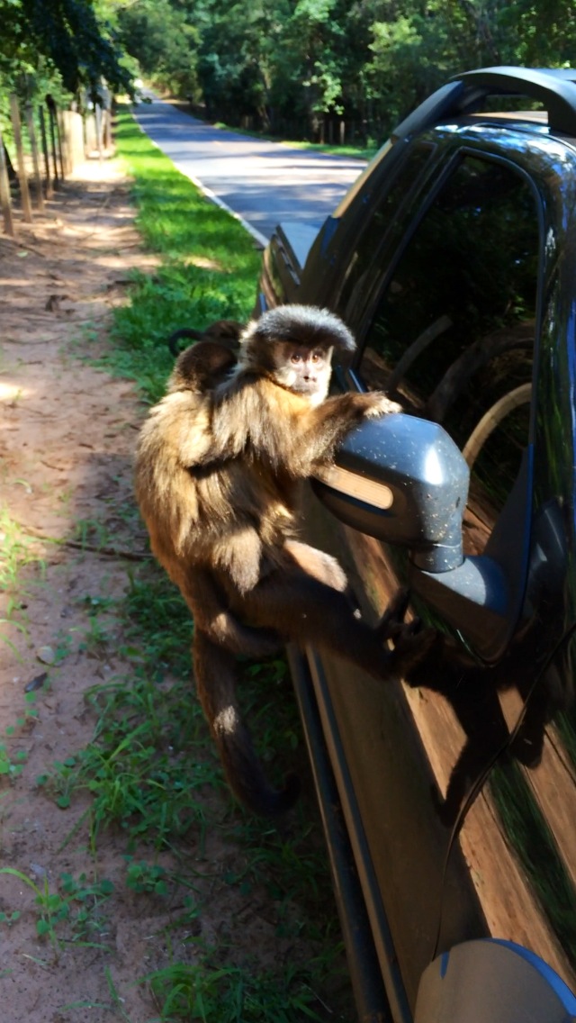 Black-striped capuchin (Macaco-Prego)