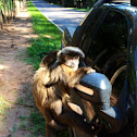Black-striped capuchin (Macaco-Prego)