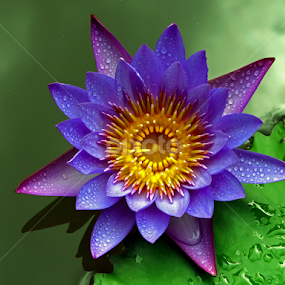 Lovely waterlily by Asif Bora - Flowers Single Flower