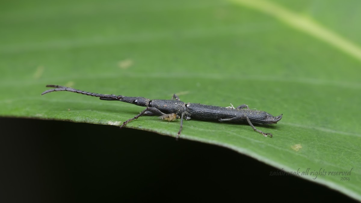 straight-snouted weevil