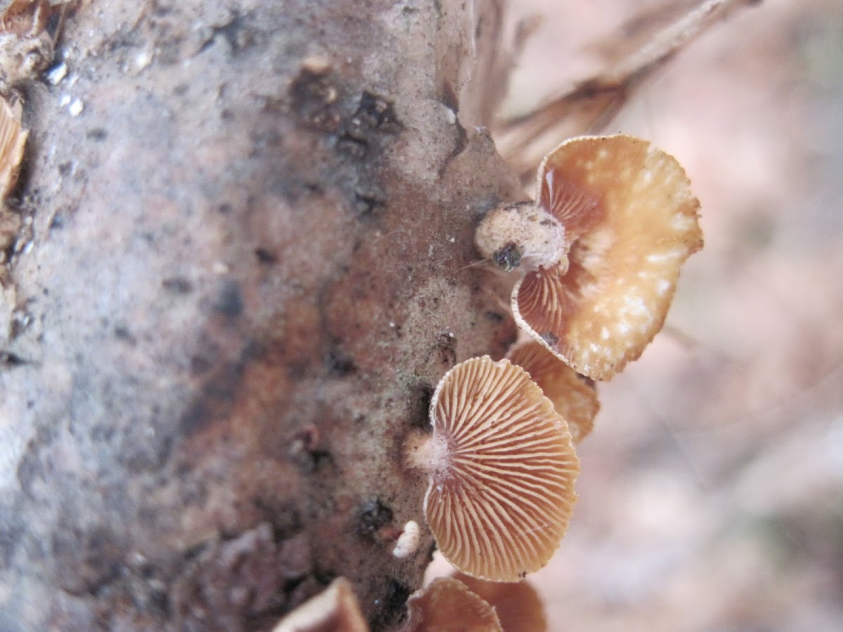 Cracked-Ear Fungus