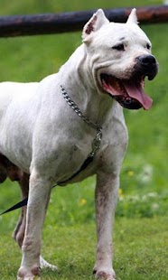 Free Argentine dogo Wallpapers APK for Android