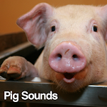 Cover Image of Unduh Pig Sounds 1.0 APK