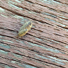 Wood louse