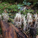 Crested Coral