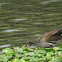 Common Moorhen (immature)