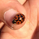 Harlequin ladybird