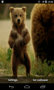 Cute Bear Video Live Wallpaper(圖1)-速報App