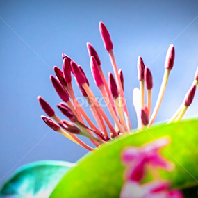 Beauty come alive... by Umed Jadeja - Flowers Flower Gardens