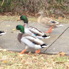 Mallard or Wild Duck