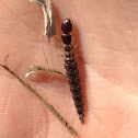 Snakefly Larva