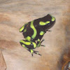Green and Black Poison Dart Frog