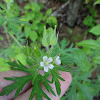 Carolina Cranesbill