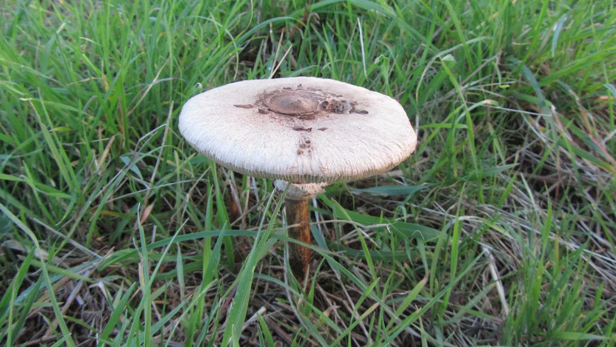 Parasol (es); Zarrota, Choupin, Pan de lobo (gl); parasol mushroom (uk) |  Project Noah