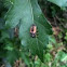 Multicolored Asian Lady Beetle nymph