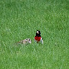 Rose-breasted Grosbeak