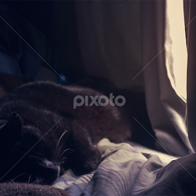 Midnight by Anthony Papa - Animals - Cats Portraits