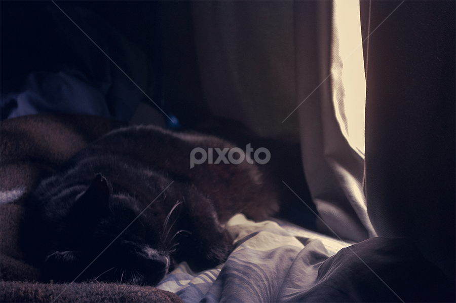 Midnight by Anthony Papa - Animals - Cats Portraits