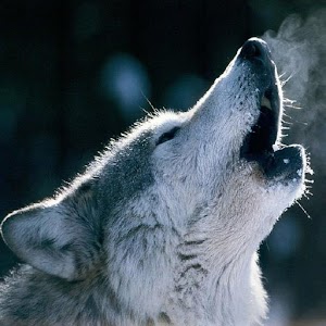 Animal Sound ☆ Animal Farm.apk 1.8
