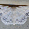 Large Lace-Border Moth