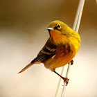 Pine warbler