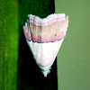 Pink Banded Cutworm Moth