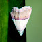 Pink Banded Cutworm Moth