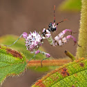 Spiny Flower Mantis (Nymph)